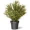 30&#x22; Argentea Plant with Green Pot